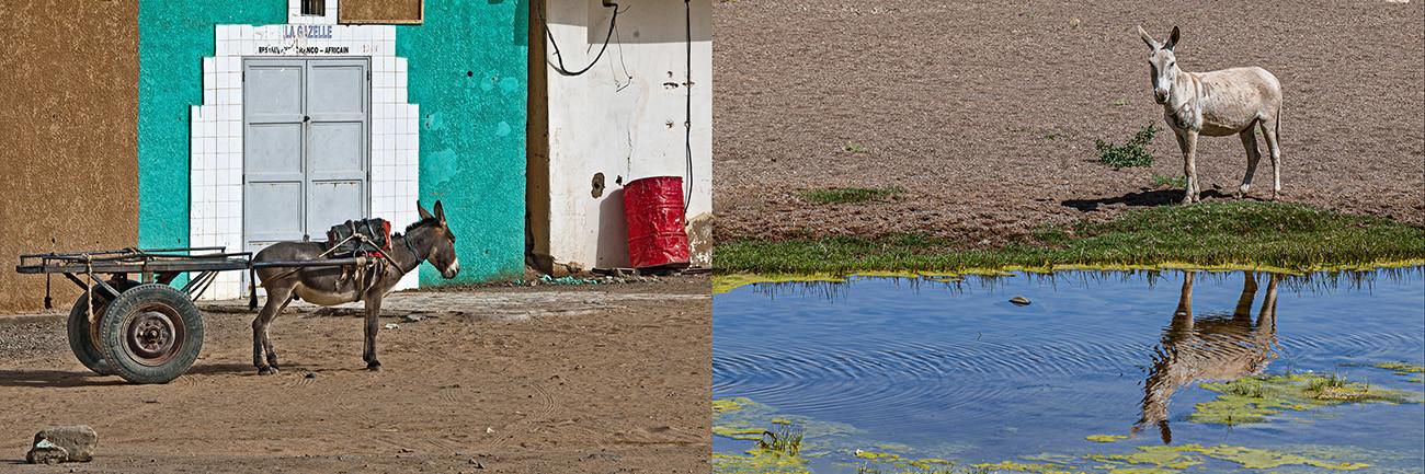 Un Commissaire pour Chaque Déclic Photographique