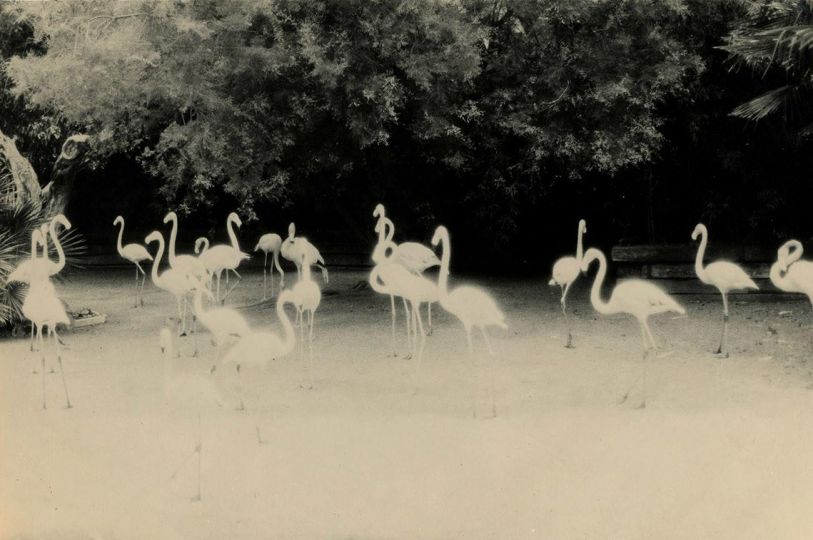 Mīrārī - Andrei Fărcășanu © Courtesy of the artist and Mind’s Eye / Galerie Adrian Bondy