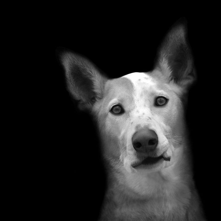 Katherine Carver : ABANDONED : Chronicling the Journeys of Once-Forsaken Dogs