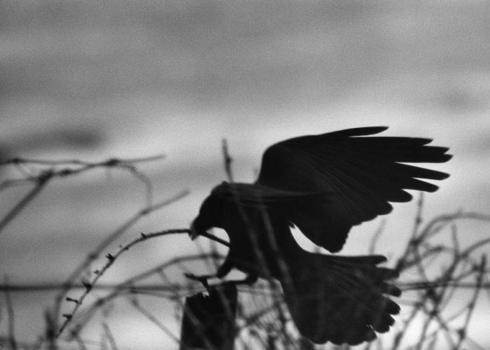 Ravens, exposition de Masahisa Fukase à Santander