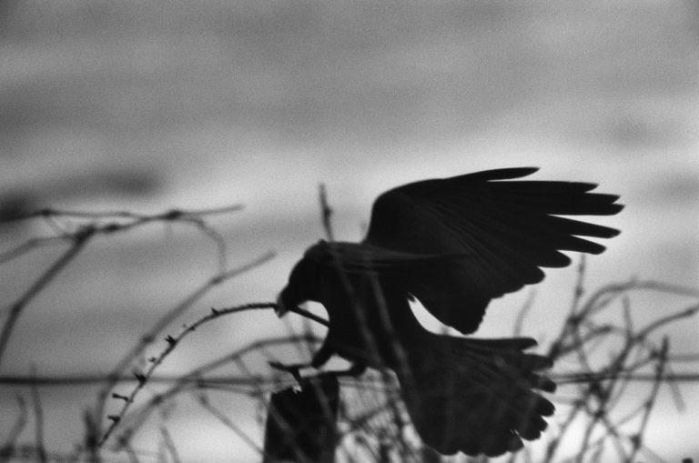 Ravens, exposition de Masahisa Fukase à Santander