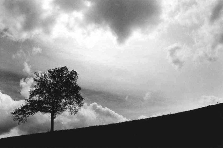 Le Chant du Pain : Jean Pierre Devals : Auprès de mon Arbre