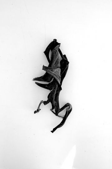 © Alexis Vasilikos