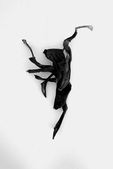 © Alexis Vasilikos