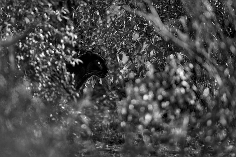 © Kyriakos Kaziras - From the book A by Kaziras Volume II - Courtesy Ramsay