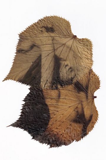 © Naoual Peleau