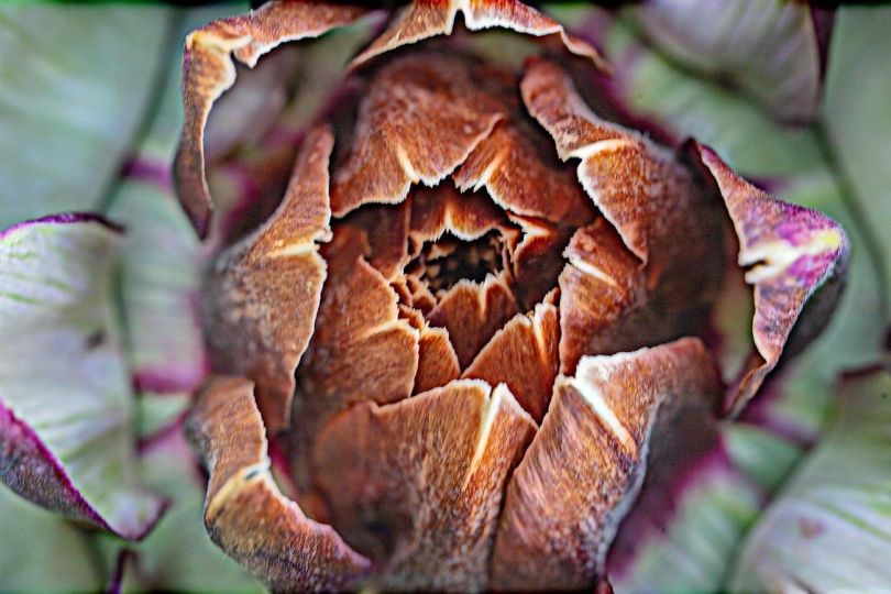 Artichoke, Rome, 2024 UV – curable ink on Dibond alumin 28 x 42 x 1 5/8 in. (71.1 x 106.8 x 4.1 cm) Edition of 5 plus 2 artist’s proofs Copyright James Welling Courtesy the artist and Marian Goodman Gallery