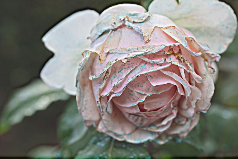 Rose 2, Rome, 2024 UV-curable ink on Dibond aluminum 28 x 42 in. (71.1 x 106.7 cm) Edition of 5 Copyright James Welling Courtesy the artist and Marian Goodman Gallery