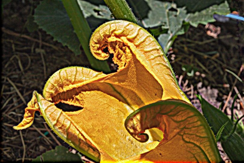Zucchini Flower, Rome, 2024 UV-curable ink on Dibond aluminum 28 x 42 in. (71.1 x 106.7 cm) Edition of 5 Copyright James Welling Courtesy the artist and Marian Goodman Gallery