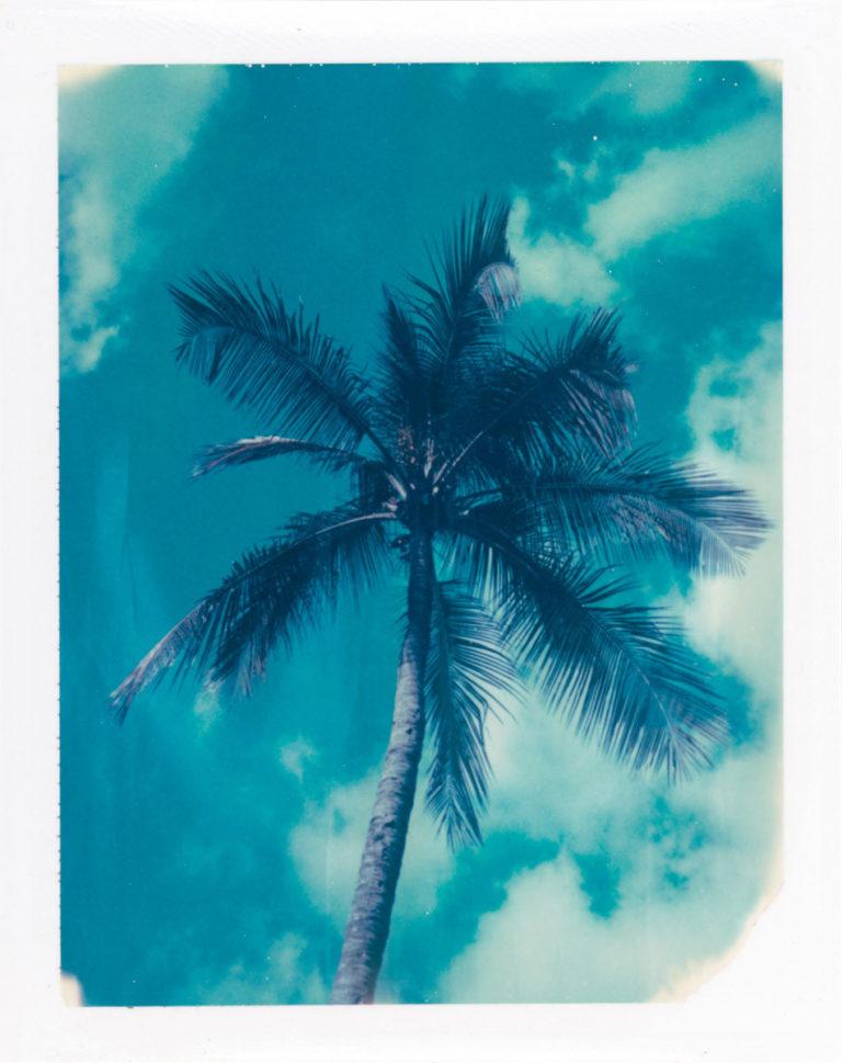 Joseph Bellows Gallery : In Search of the Perfect Palm - Polaroids by Charles Johnstone