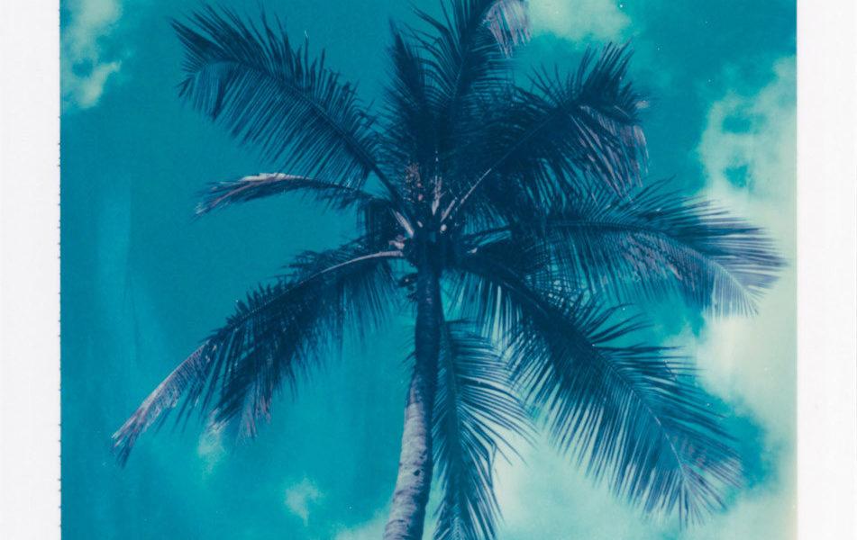 Joseph Bellows Gallery : In Search of the Perfect Palm – Polaroids par Charles Johnstone