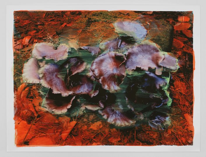 Viviane Sassen, Polyporus Badius, 2017 © Viviane Sassen / Courtesy of the artist and Stevenson (Cape Town, Johannesburg, Amsterdam)