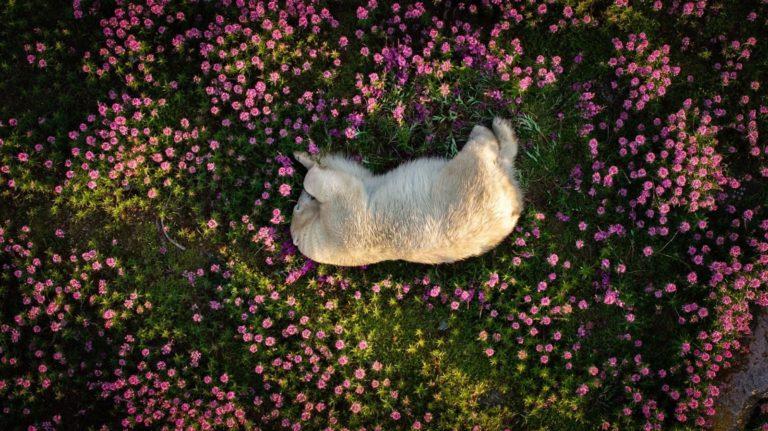 The Nature Photography Contest 2024 : Un hommage à la beauté et à la fragilité de notre planète