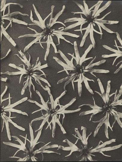 Karl Blossfeldt (GER 1865 – 1932) Lychnis floscuculi. Kuckuckslichtnelke before 1932 - Karl Blossfeldt Archive / Ann and Jürgen Wilde Foundation, Bayerische Staatsgemäldesammlungen – Sammlung Moderne Kunst in the Pinakothek der Moderne Munich