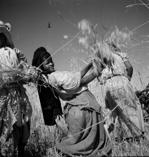 Maroc / Berbères / Années 1930 Moissonneuses berbères aux environs de Marrakech. Photo, 1936 © Denise Bellon