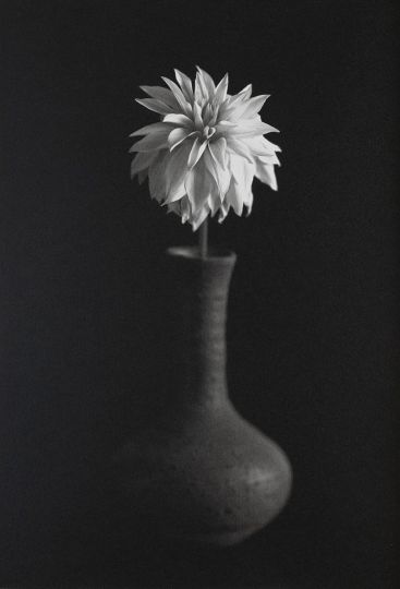 No. 29, Dahlia, 2020 © Kenro Izu - Courtesy Howard Greenberg Gallery