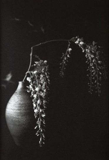No. 56, Wisteria, 2024 © Kenro Izu - Courtesy Howard Greenberg Gallery