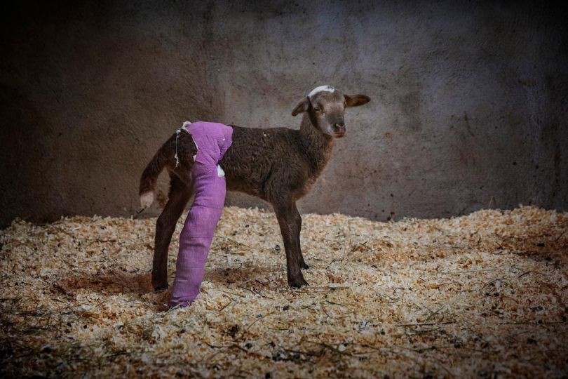© Ana Palacios - Courtesy of Vital Impacts.
