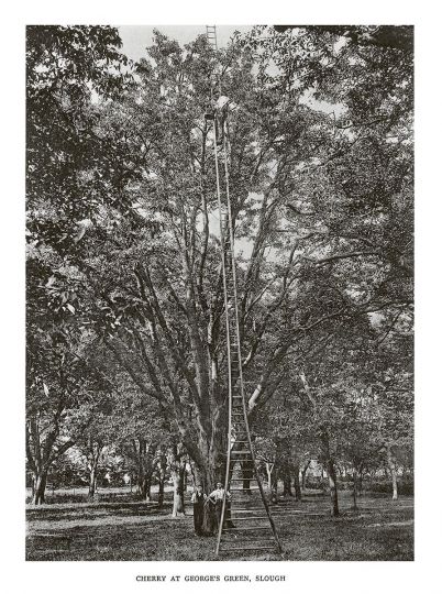Cherry at George’s Green, Slough © Henry John Elwes and Dr Augustine Henry - Trees of Great Britain and Ireland - Courtesy RRB PhotoBooks