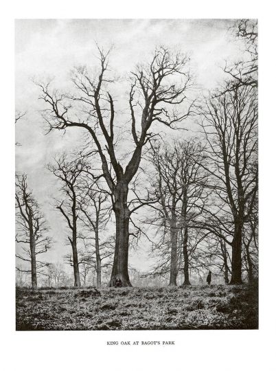 King Oak at Bagot’s Park © Henry John Elwes and Dr Augustine Henry - Trees of Great Britain and Ireland - Courtesy RRB PhotoBooks
