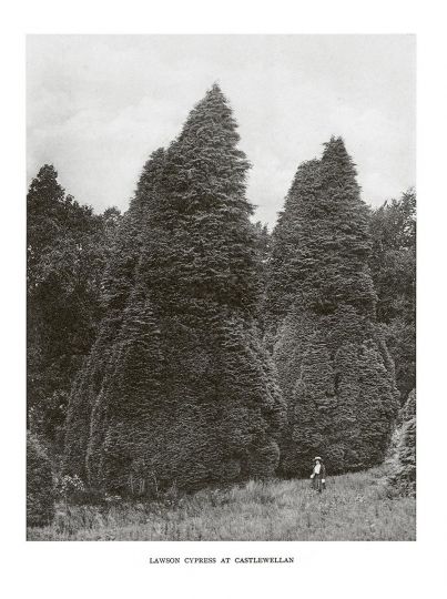 Lawson Cypress at Castlewellan © Henry John Elwes and Dr Augustine Henry - Trees of Great Britain and Ireland - Courtesy RRB PhotoBooks