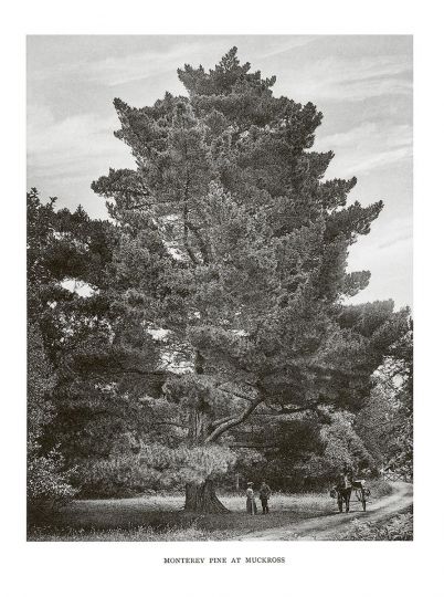 Monterey Pine at Muckross © Henry John Elwes and Dr Augustine Henry - Trees of Great Britain and Ireland - Courtesy RRB PhotoBooks