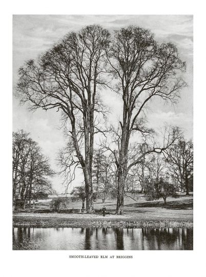 Smooth-leaved Elm at Briggins © Henry John Elwes and Dr Augustine Henry - Trees of Great Britain and Ireland - Courtesy RRB PhotoBooks