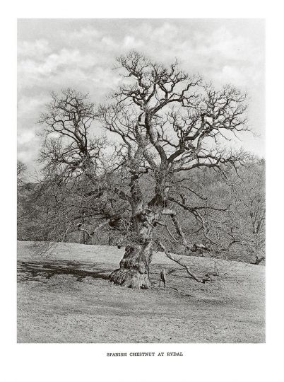 Spanish Chestnut at Rydal © Henry John Elwes and Dr Augustine Henry - Trees of Great Britain and Ireland - Courtesy RRB PhotoBooks