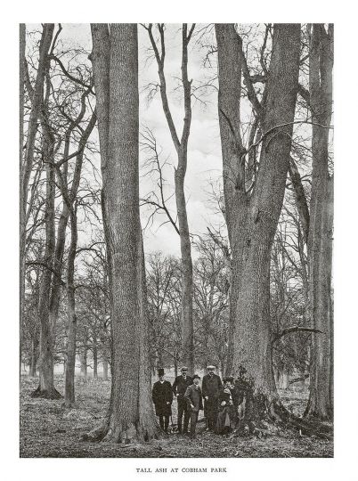 Tall Ash at Cobham Park © Henry John Elwes and Dr Augustine Henry - Trees of Great Britain and Ireland - Courtesy RRB PhotoBooks