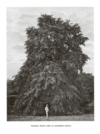Weeping White Lime at Hatherop Castle © Henry John Elwes and Dr Augustine Henry - Trees of Great Britain and Ireland - Courtesy RRB PhotoBooks