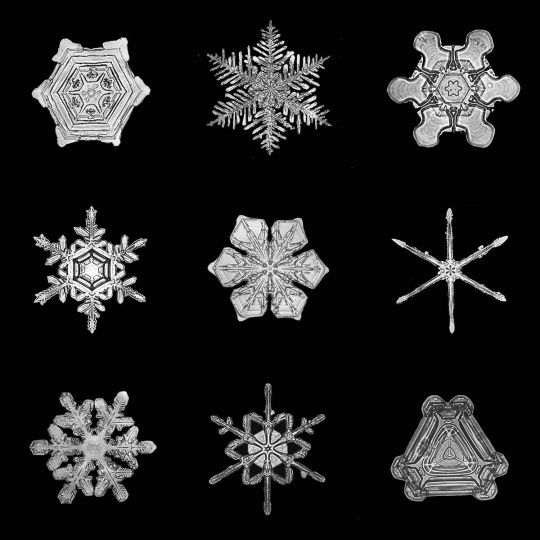 Wilson Bentley, Nove fiocchi di neve, fine XIX - inizio XX secolo, Microfotografie. Buffalo Museum of Science. Il senso della neve exhibition