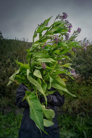 Parsa Massahi just collected some plants for the compost that he will prepare based on biodynamic guidelines but only plant-based, avoiding any production animal use. “From the sea came plant life. Seaweed first colonized the land and contains many trace elements that plants need to grow and be healthy. When we transfer the seaweed from the sea to the garden soil, our system benefits not only from the minerals and other elements present in the seaweed, but also from the bulk carbon that will be composted, either in piles or directly on the soil.” Parsa Massahi explains the importance of the ingredients used for his biodynamic -vegan version- compost preparation.