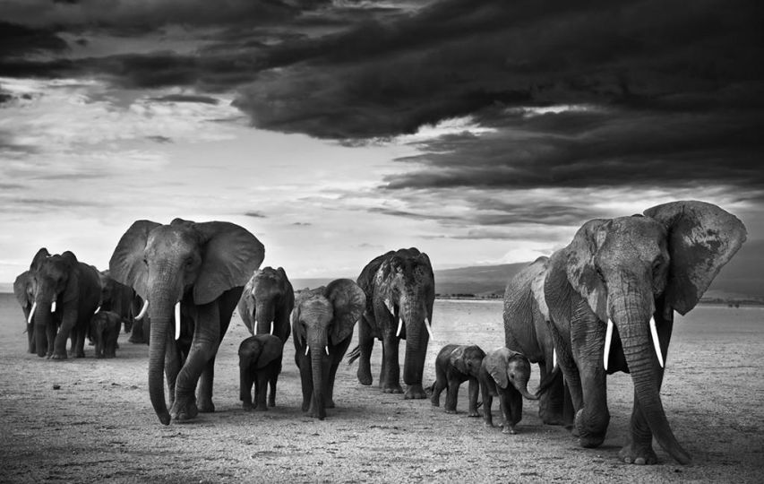 Family © David Yarrow