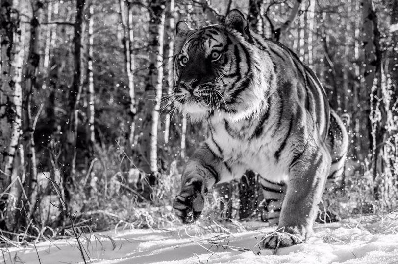 Fellows © David Yarrow