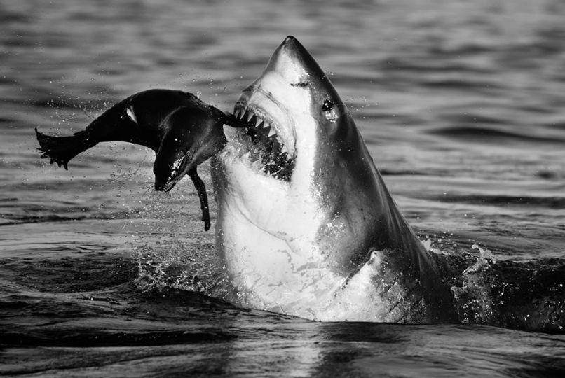 Jaws © David Yarrow