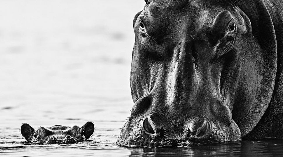 No Nearer © David Yarrow