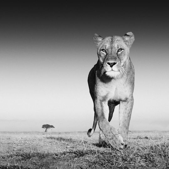 The Prize © David Yarrow