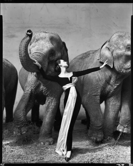 Richard Avedon, Dovina with Elephants, Evening Dress by Dior, Cirque d’Hiver, Paris, August 1955