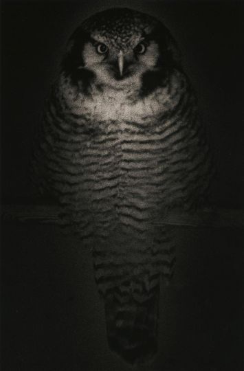 Yamamoto Masao, Untitled #1575 (from Kawa = Flow), 2009. Gelatin silver print, 9 1/2 x 6 1/4 inches. © Yamamoto Masao. Courtesy Yancey Richardson, New York.