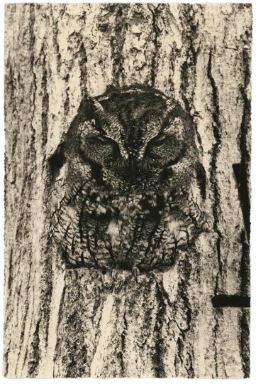 Yamamoto Masao, Untitled #1648 (from Kawa = Flow), 2016. Gelatin silver print, 9 1/2 x 6 1/4 inches. © Yamamoto Masao. Courtesy Yancey Richardson, New York.