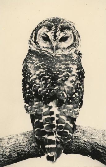 Yamamoto Masao, Untitled #1672 (from Kawa = Flow), 2016. Gelatin silver print, 10 x 6 1/4 inches. © Yamamoto Masao. Courtesy Yancey Richardson, New York.