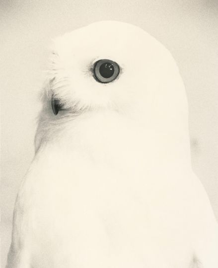Yamamoto Masao, Untitled #1713 (from Kawa = Flow), 2023. Gelatin silver print, 8 3/4 x 7 1/8 inches. © Yamamoto Masao. Courtesy Yancey Richardson, New York.