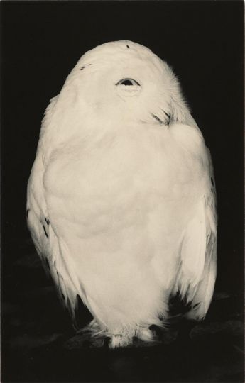 Yamamoto Masao, Untitled #1719 (from Kawa = Flow), 2024. Gelatin silver print, 9 1/2 x 6 inches. © Yamamoto Masao. Courtesy Yancey Richardson, New York.
