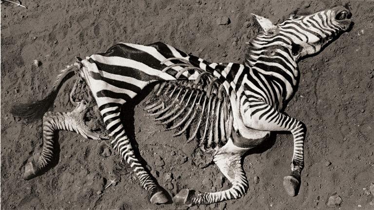 Taschen : Peter Beard : The End of the Game