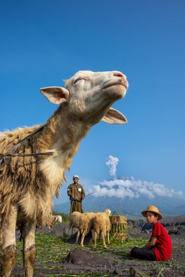Arun Saha, Goat's Day Out, Food in the Field category © Arun Saha / World Food Photography Awards sponsored by Tenderstem© Bimi© Brocolini, 2026