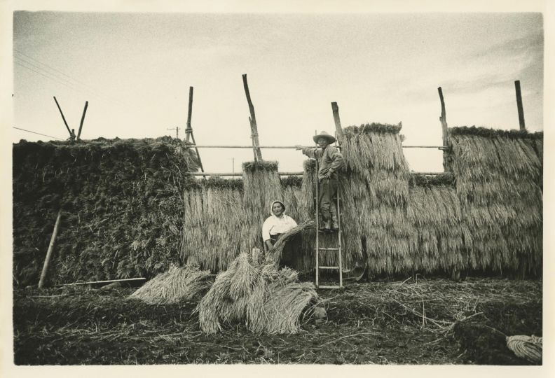 Kazuo Kitai, Récolte du riz, série Vers les villages, département de Niigata, 1973