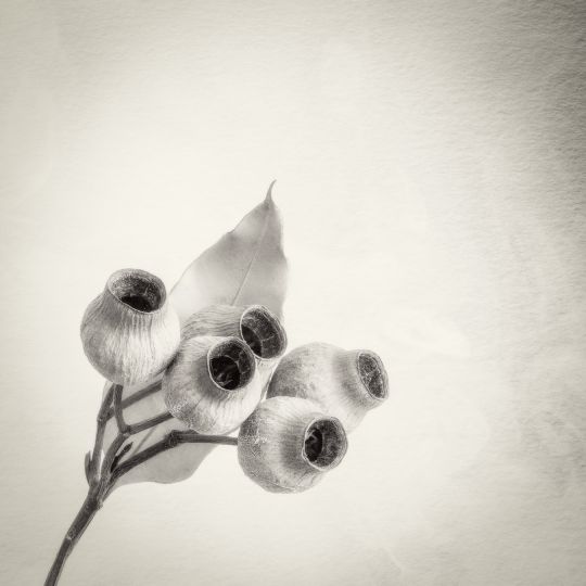© Ian J. Muirhead