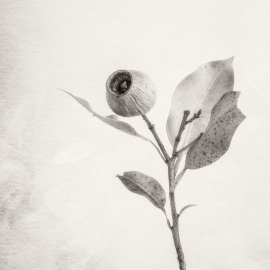 © Ian J. Muirhead