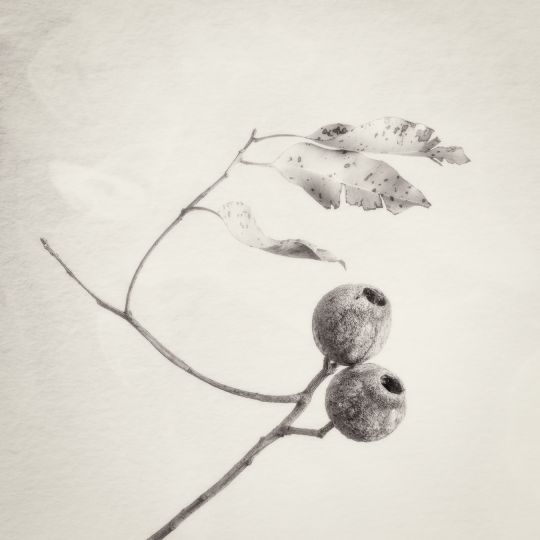 © Ian J. Muirhead
