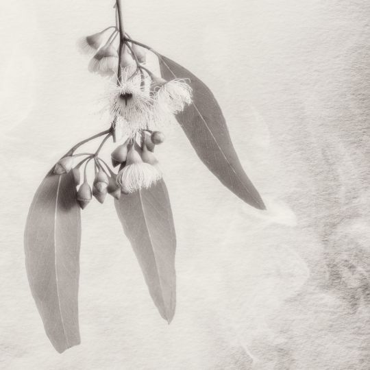 © Ian J. Muirhead